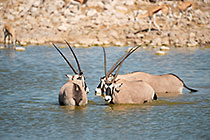 Oryx Bath