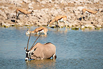 Oryx