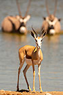 Springbok & Oryx