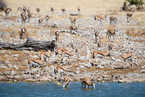 Springboks