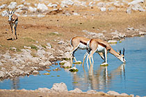 Springboks