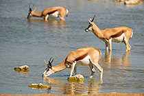 Springbok at Waterhole