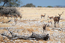 Kudus
