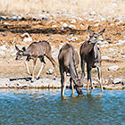 Kudus