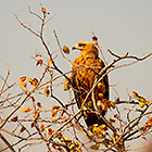 Tawny Eagle
