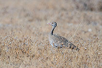 Korhaan