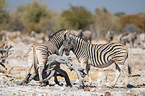 Scratching
