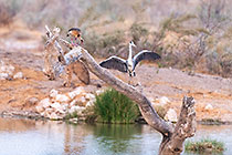 heron bird & egyptian goose on dead branch at waterhole & cheetah