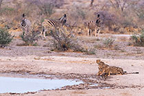 young cheetahs & mother drinking at waterhole & zebras