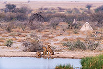 young cheetahs & mother drinking at waterhole