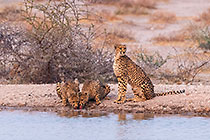 Cheetah Family
