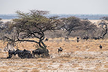 wildebeests under tree