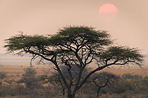 sunset on trees at waterhole