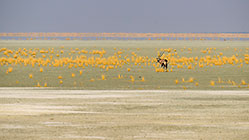 oryx in dry pan with green algae