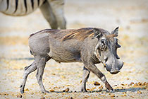 warthog at borehole