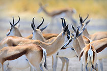 spriboks near borehole