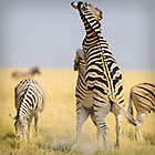 zebra fighting in dry grass