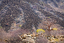 baobab in front of zebra mountain