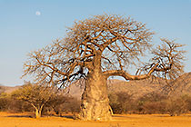 baobab tree along D3703 gravel road