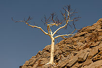 white bark tree on rocky hill