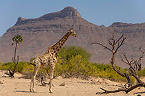 giraffe in riverbed