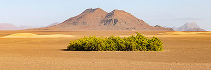 panorama | green bushes & mountains