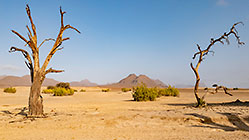 trees in riverbed