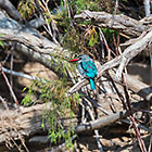 bird on tree branch