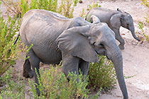 elephants browsing in riverbed