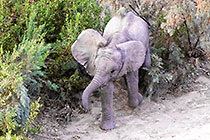 elephants browsing in riverbed