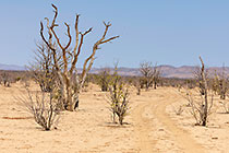 plain with mopane trees & yellow sand