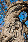 tortuous tree