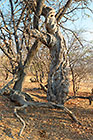 tortuous tree
