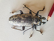 cisor beetle
