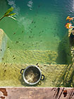 relealing tadpoles in pool