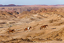 Kuiseb riverbed - horses