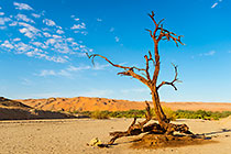KUiseb riverbed - dead tree