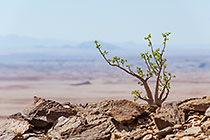 fat bush - arid plain