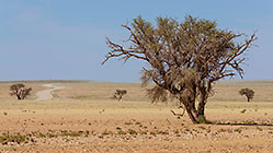 trees in arid plain