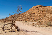 dead tree - rocky hill