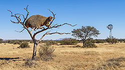 sociable weaver nest in dead tree