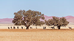 under the tree