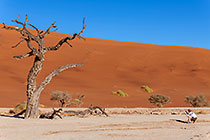 deadvlei