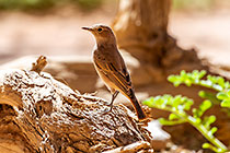 sociable weaver