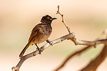 red-eyed A=frican bulbul