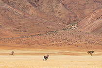 oryx