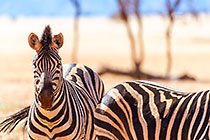 stripes