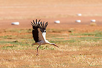 white stork