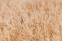 dry grass