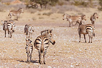Zebras